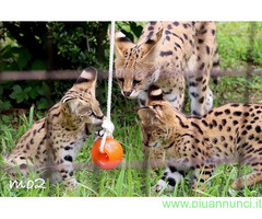 Gattino serval disponibile