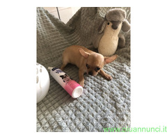 Cuccioki chihuahua toy