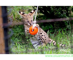 La vendita gattini Serval