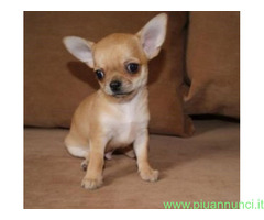 Chihuahua toy cuccioli