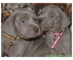 Weimaraner