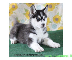 Siberian Husky