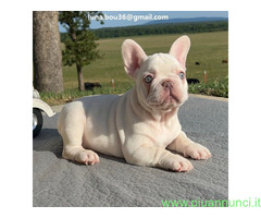 Cuccioli di BULLDOG FRANCES