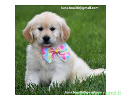 Cuccioli di Golden retriver