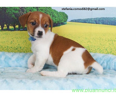 Jack Russell Terrier