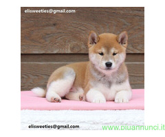 Cuccioli Shiba Inu