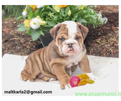 Cuccioli inglese bulldog