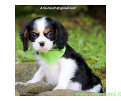 Cavalier king cuccioli meravig