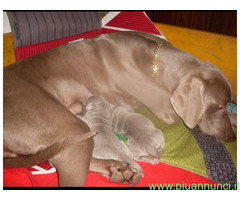 Weimaraner