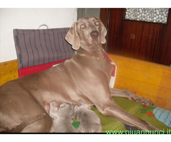 Weimaraner