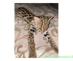 Ocelot kitten - 1