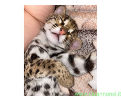 Ocelot kitten - 2