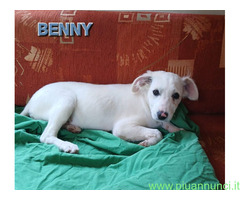 In regalo  UNA MAMMA PER BENNY