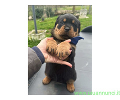 Cuccioli rottweiler con pedigree enci