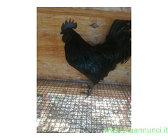 Uova feconde di Ayam cemani