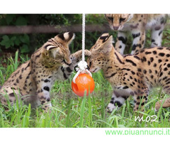 Gattino serval disponibile