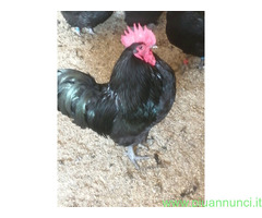 Uova feconde di australorp nera