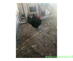 Uova feconde di australorp nera