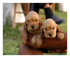 Cocker Spaniel cuccioli