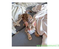 Ocelot kitten