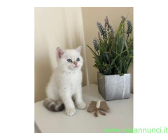 British shorthair