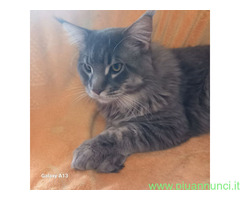 CUCCIOLO MAINE COON