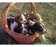 Beagle tricolore cuccioli