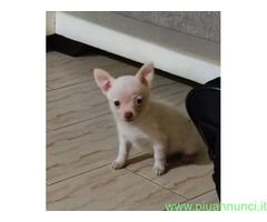 Chihuahua toy maschietto