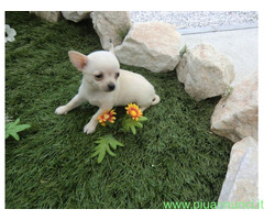 Chihuahua toy maschietto