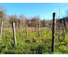 Vendita terreno agricolo