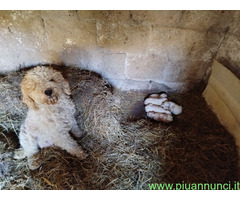 Lagotto romagnolo