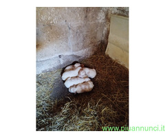 Lagotto romagnolo