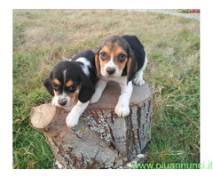 Beagle tricolore cuccioli