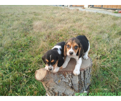 Beagle tricolore cuccioli