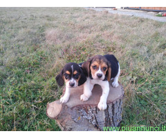 Beagle tricolore cuccioli