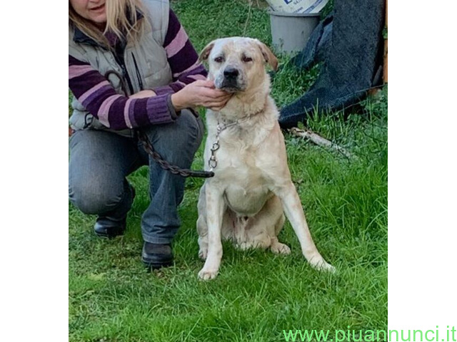 In regalo BLANCO CUCCIOLONE MIX LABRADOR - 1