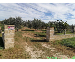 Terreno coltivabile mq2700 Privato