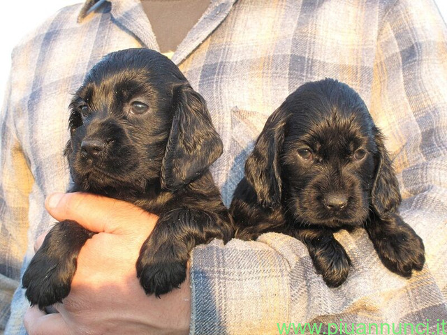 Cocker Spaniel maschietti - 1