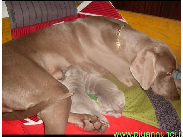 Weimaraner - 1