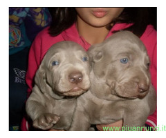 Weimaraner