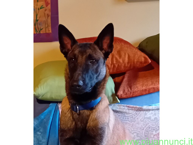 Pastore Belga Malinois - 1