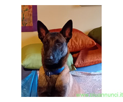 Pastore Belga Malinois