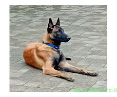 Pastore Belga Malinois