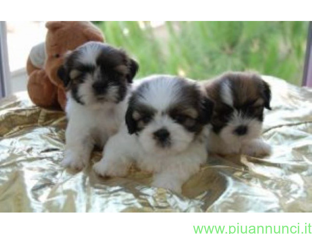 Shih Tzu cuccioli - 1