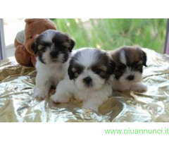 Shih Tzu cuccioli