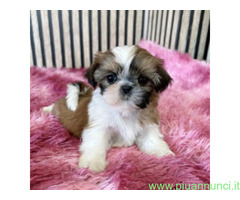 Shih Tzu cuccioli