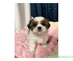 Shih Tzu cuccioli