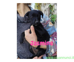 In regalo JASMINE e MILLIE 2 mesi