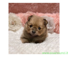 Pomerania mini maschietto