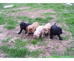 Cocker Spaniel maschietti